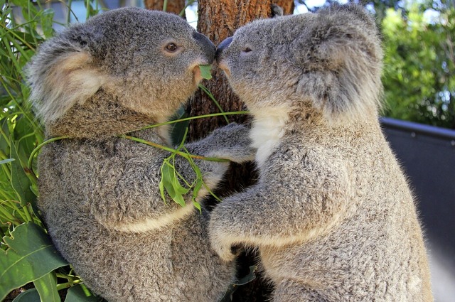 Diese beiden Koalas leben nicht in fre...im Zoo der australischen Stadt Sydney.  | Foto: Taronga Conservation Society Aus