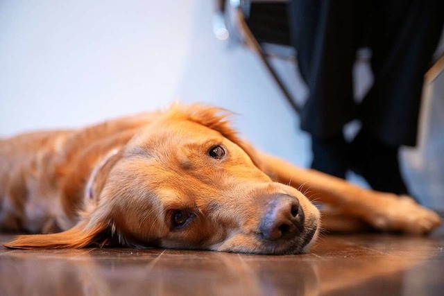 Whrend Zeuginnen und Zeugen bei Geric...gt dafr, dass sie sich wohler fhlen.  | Foto: Sebastian Gollnow