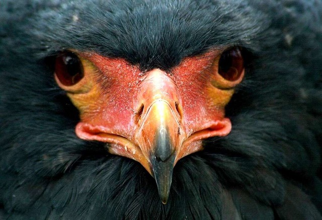 Gott oder ein Adler spielen eine Rolle beim Namen Anecke.  | Foto: Werner Baum