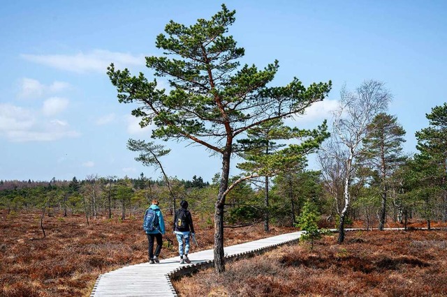 Ein Baum im Moor &#8211; entstand so der Name Morholz?  | Foto: Daniel Vogl (dpa)