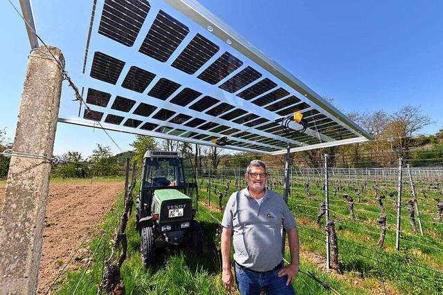 Munzinger Ortschaftsrat stimmt gegen Solarstrom aus den Reben – und weiß es gar nicht