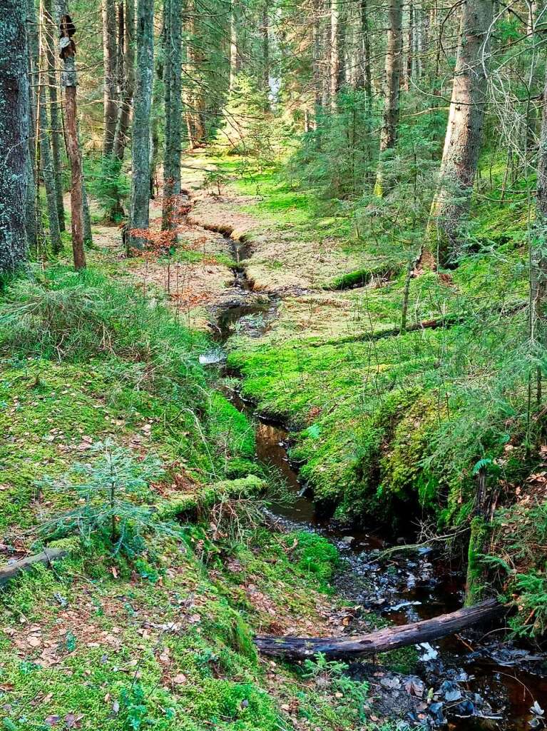 VOn Timo Landerer, Klasse 8b, Friedrich-Gymnasium, Freiburg: Das Motiv zeigt fr mich eine besonders „runde Sache" im Wald: den Kreislauf der Natur. Dieser ist auf dem Foto sehr gut zu erkennen, weil die Natur dort weitestgehend unberhrt ist und das natrliche kosystem noch perfekt funktioniert...