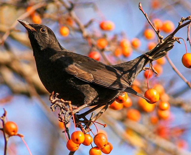 &#8222;Das Lied der Amsel klingt wunde...em schwarzen Gefieder variieren dabei.  | Foto: Sebastian Schrder-Esch