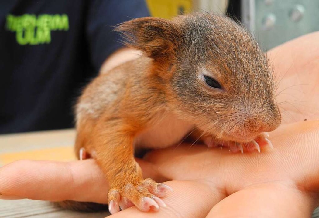 Ein gefundenes Eichhörnchen-Baby  | Foto: Nico Pointner