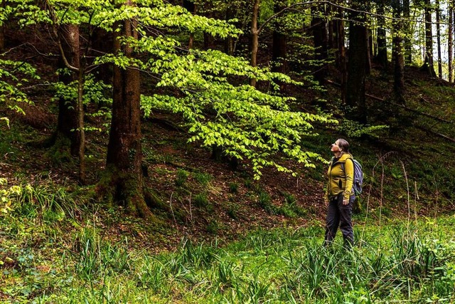 Beim Waldbaden sollen die Menschen den...sche Grn einer Buche auf sich wirken.  | Foto: Joss Andres