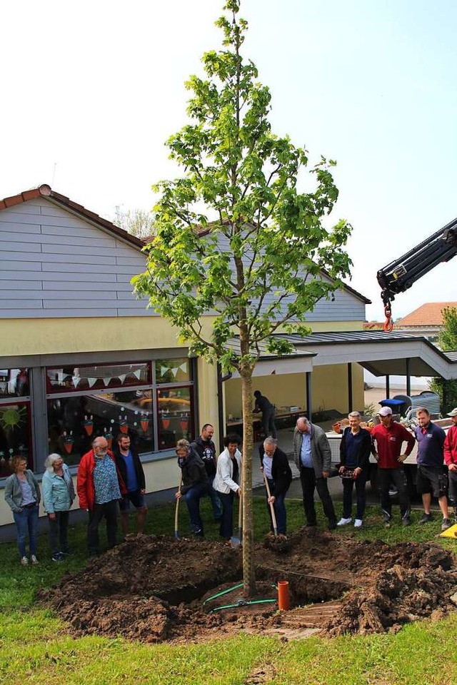 Vor der Grundschule steht seit Samstag der Fischinger Jubilumsbaum.  | Foto: Reinhard Cremer