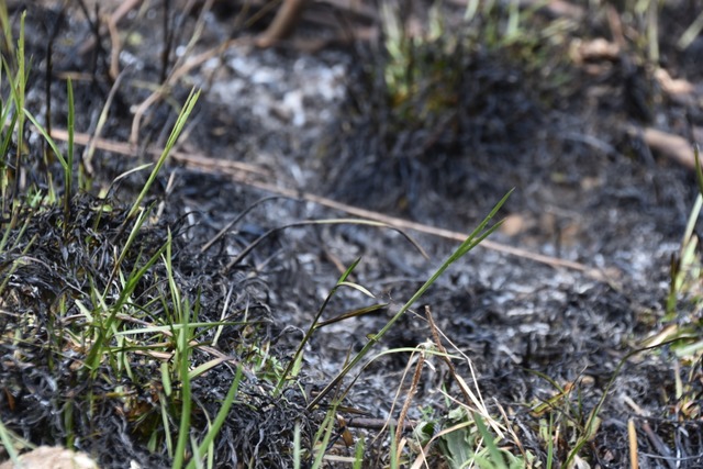 Trockener Waldboden ist leicht entznd...; hier der Boden nach einem Waldbrand.  | Foto: Nicolai Kapitz