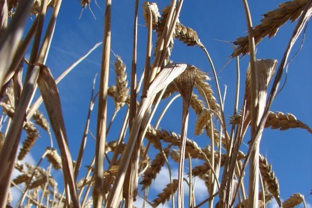 Landwirte sauer: Kein Anbau von Getreide auf Brachflächen erlaubt