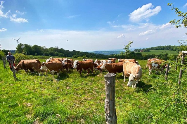 Die Hinterwlder Rinder von Landwirt B... im Bereich des Nationalen Naturerbes.  | Foto: Mark Alexander