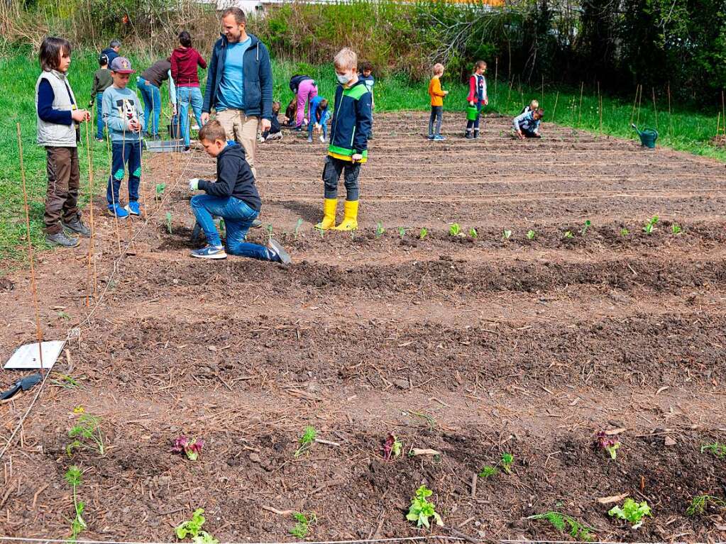 Ackern ist cool. Das finden die Schler/innen der 3. bis 6. Klassen des Bildungszentrums Bonndorf. Sie bepflanzen und pflegen einen Gemseacker in der Gartenstrae.