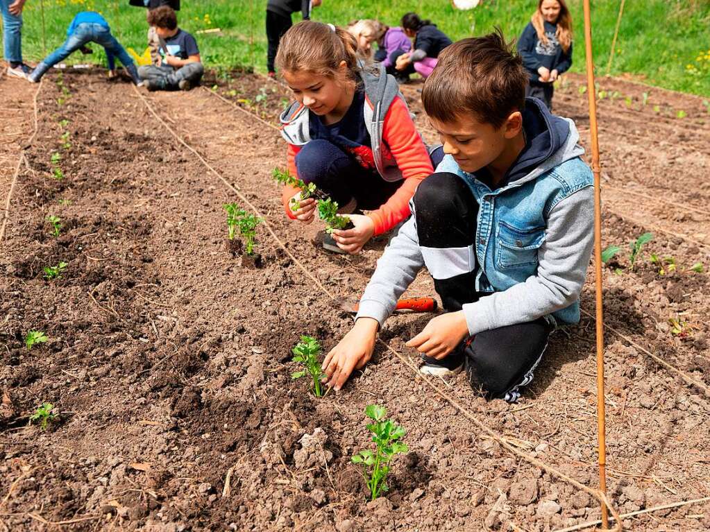 Ackern ist cool. Das finden die Schler/innen der 3. bis 6. Klassen des Bildungszentrums Bonndorf. Sie bepflanzen und pflegen einen Gemseacker in der Gartenstrae.