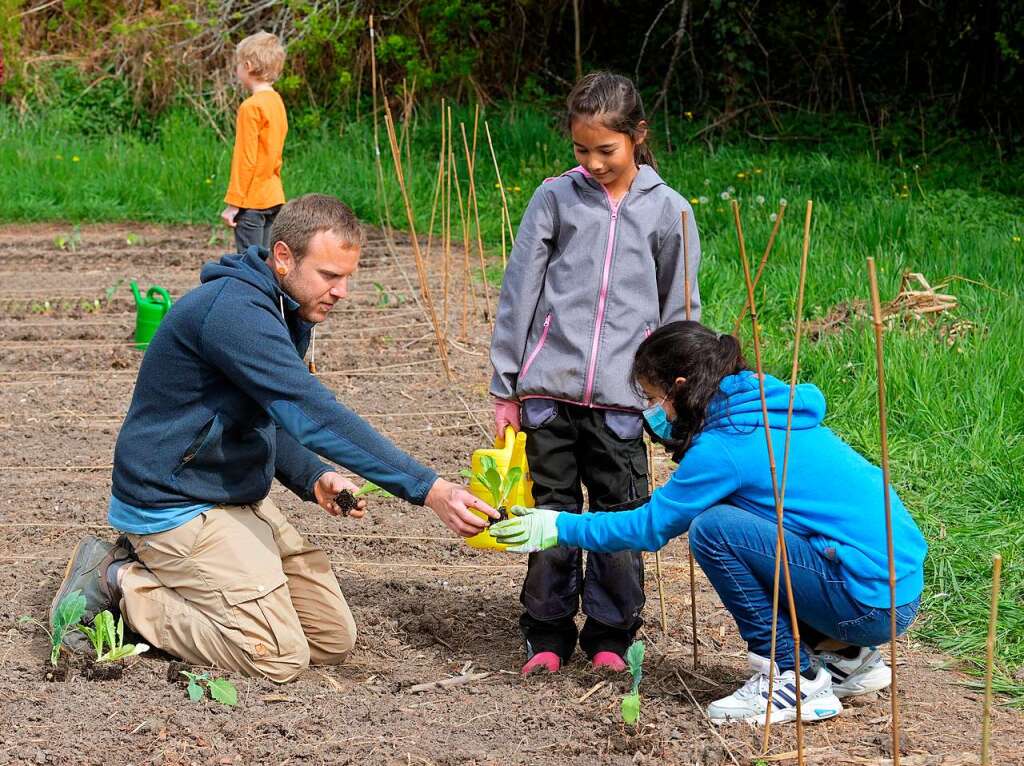 Ackern ist cool. Das finden die Schler/innen der 3. bis 6. Klassen des Bildungszentrums Bonndorf. Sie bepflanzen und pflegen einen Gemseacker in der Gartenstrae.