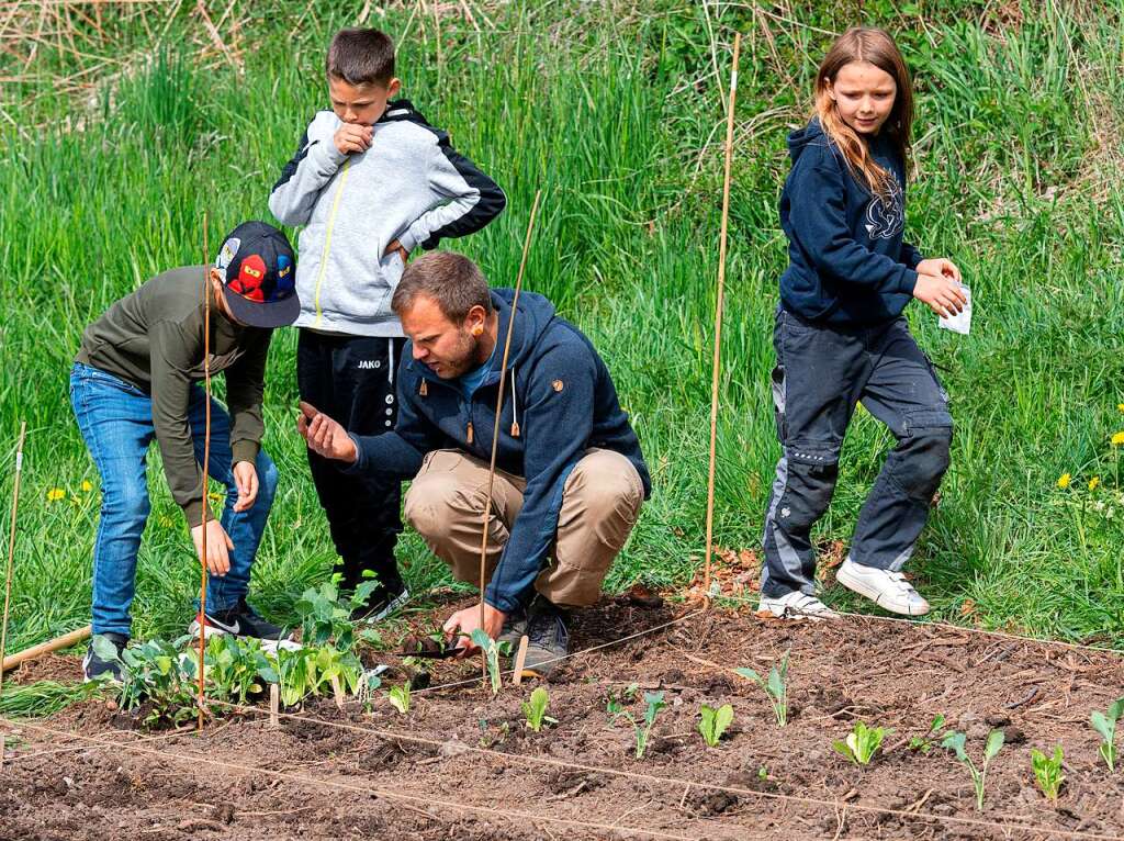 Ackern ist cool. Das finden die Schler/innen der 3. bis 6. Klassen des Bildungszentrums Bonndorf. Sie bepflanzen und pflegen einen Gemseacker in der Gartenstrae.