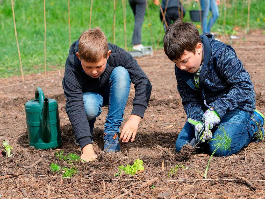 Ackern ist cool. Das finden die Schler/innen der 3. bis 6. Klassen des Bildungszentrums Bonndorf. Sie bepflanzen und pflegen einen Gemseacker in der Gartenstrae.