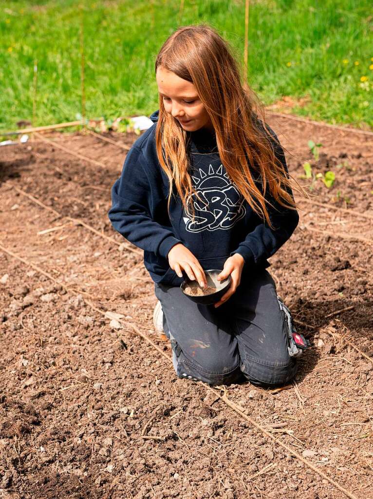 Ackern ist cool. Das finden die Schler/innen der 3. bis 6. Klassen des Bildungszentrums Bonndorf. Sie bepflanzen und pflegen einen Gemseacker in der Gartenstrae.