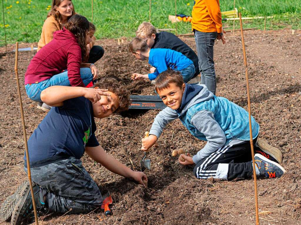 Ackern ist cool. Das finden die Schler/innen der 3. bis 6. Klassen des Bildungszentrums Bonndorf. Sie bepflanzen und pflegen einen Gemseacker in der Gartenstrae.