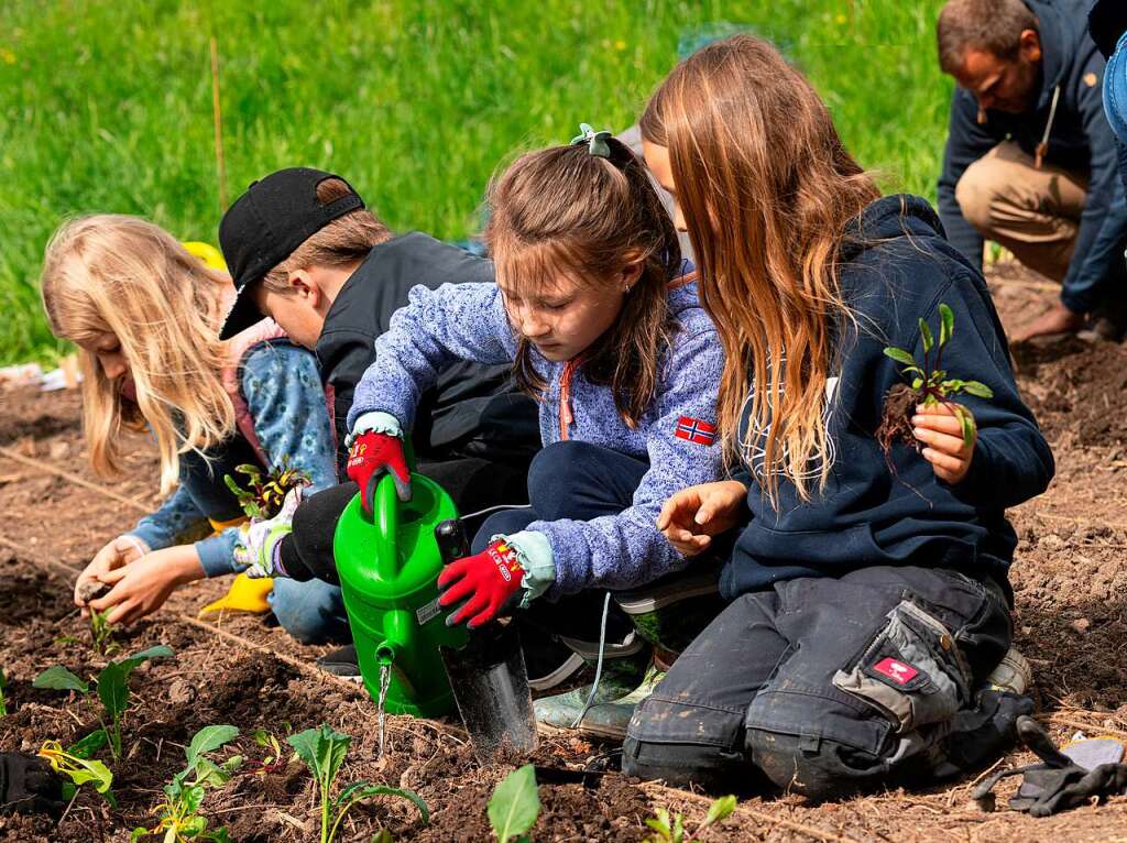 Ackern ist cool. Das finden die Schler/innen der 3. bis 6. Klassen des Bildungszentrums Bonndorf. Sie bepflanzen und pflegen einen Gemseacker in der Gartenstrae.