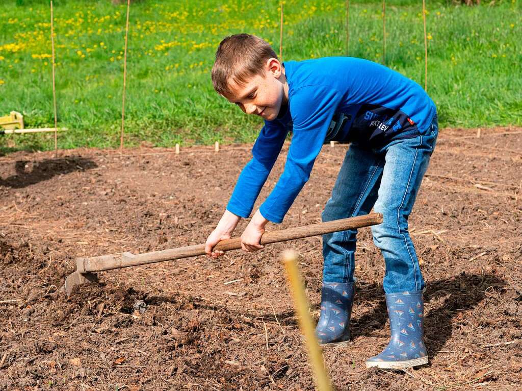 Ackern ist cool. Das finden die Schler/innen der 3. bis 6. Klassen des Bildungszentrums Bonndorf. Sie bepflanzen und pflegen einen Gemseacker in der Gartenstrae.