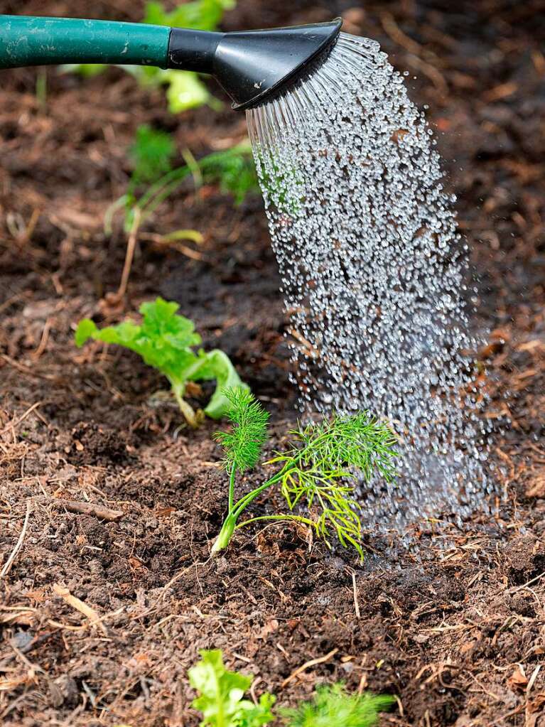 Ackern ist cool. Das finden die Schler/innen der 3. bis 6. Klassen des Bildungszentrums Bonndorf. Sie bepflanzen und pflegen einen Gemseacker in der Gartenstrae.