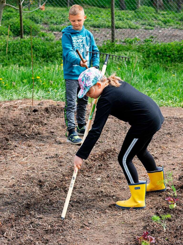 Ackern ist cool. Das finden die Schler/innen der 3. bis 6. Klassen des Bildungszentrums Bonndorf. Sie bepflanzen und pflegen einen Gemseacker in der Gartenstrae.