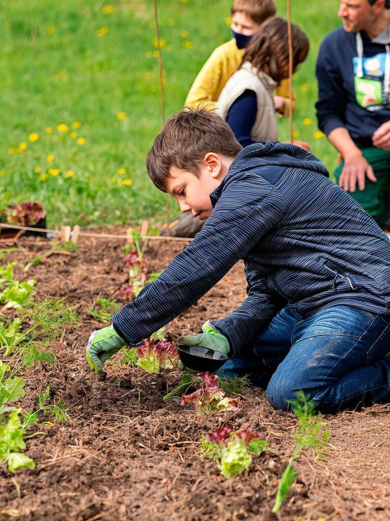 Ackern ist cool. Das finden die Schler/innen der 3. bis 6. Klassen des Bildungszentrums Bonndorf. Sie bepflanzen und pflegen einen Gemseacker in der Gartenstrae.