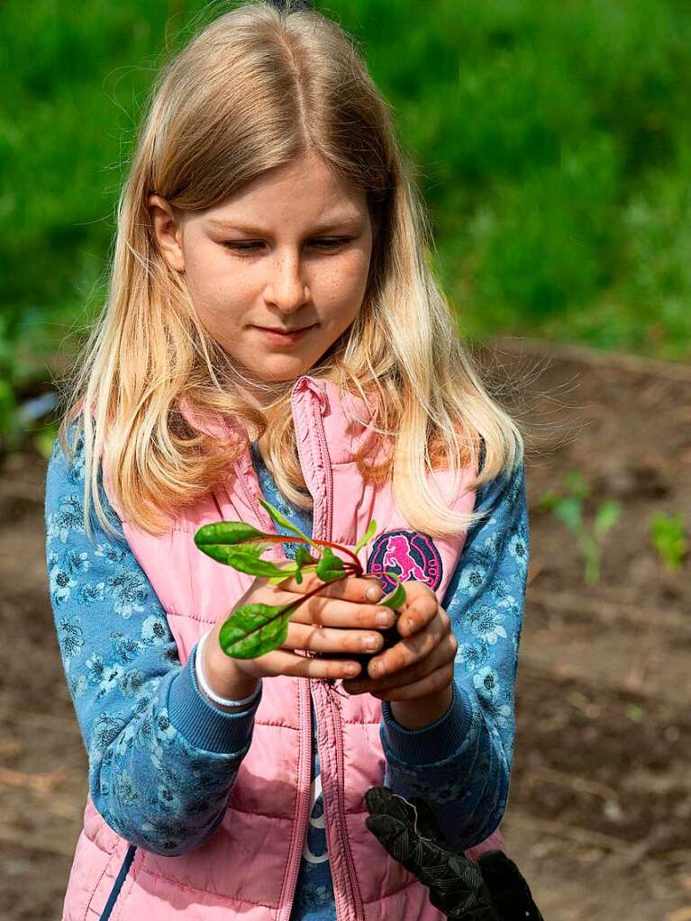 Ackern ist cool. Das finden die Schler/innen der 3. bis 6. Klassen des Bildungszentrums Bonndorf. Sie bepflanzen und pflegen einen Gemseacker in der Gartenstrae.