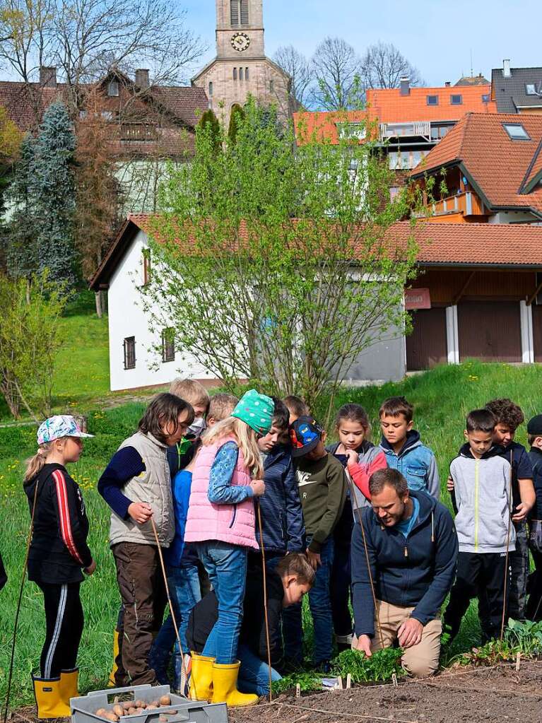 Ackern ist cool. Das finden die Schler/innen der 3. bis 6. Klassen des Bildungszentrums Bonndorf. Sie bepflanzen und pflegen einen Gemseacker in der Gartenstrae.