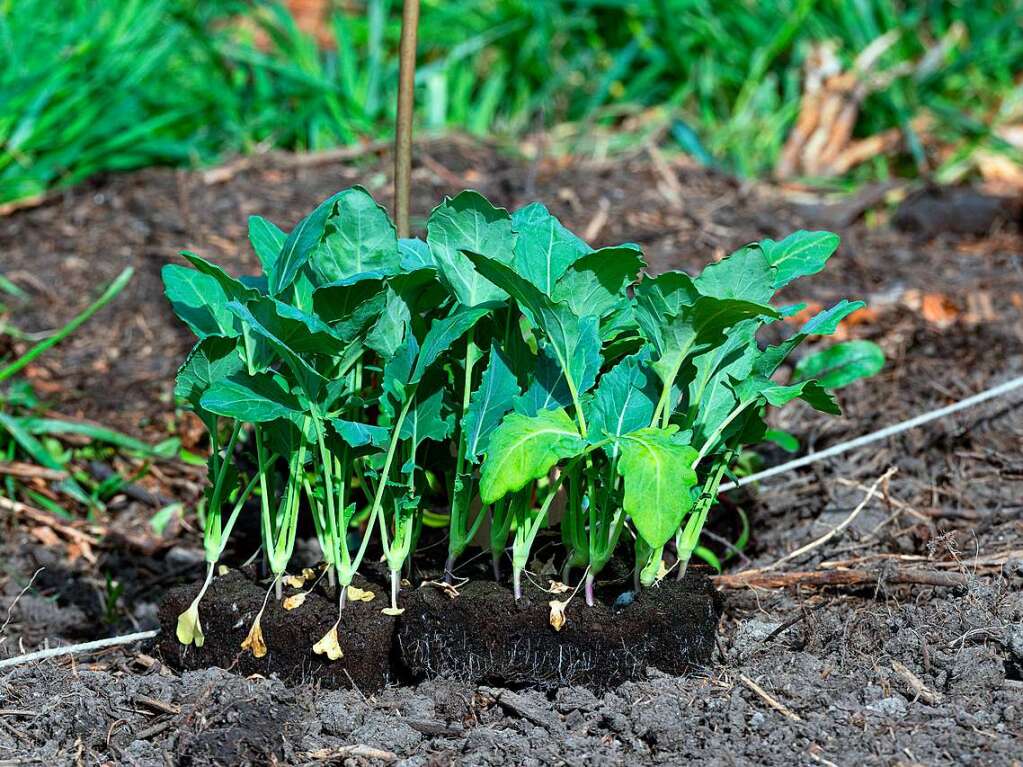 Ackern ist cool. Das finden die Schler/innen der 3. bis 6. Klassen des Bildungszentrums Bonndorf. Sie bepflanzen und pflegen einen Gemseacker in der Gartenstrae.