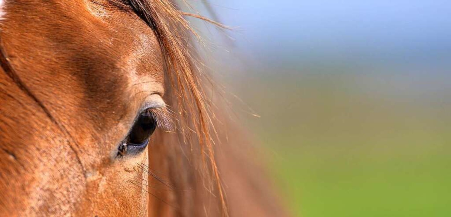 Das  Gestüt Grenzland beherbergt  150 bis 200 Pferde.  | Foto: Achim Keller