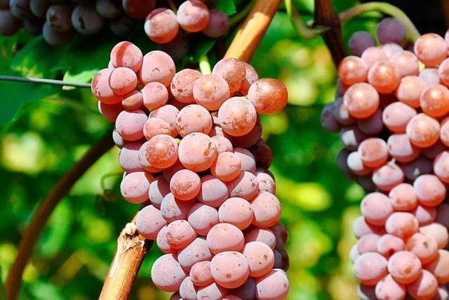 Winzer sehen trotz Ernteausfllen eine Zukunft fr den Bio-Weinbau