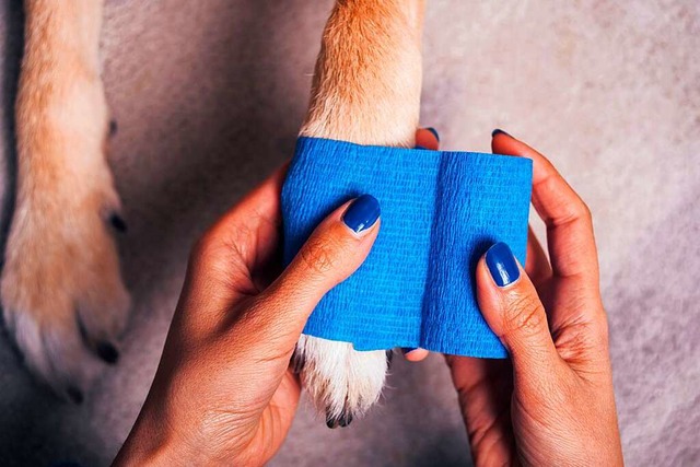 Ein verletzter Hund  | Foto: pawle (Stock.Adobe.com)