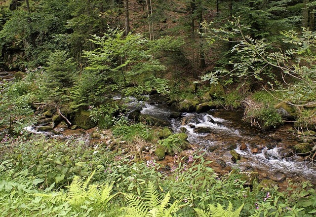 Naturidylle: Bachlauf in Oberprechtal   | Foto: hans-jrgen trul