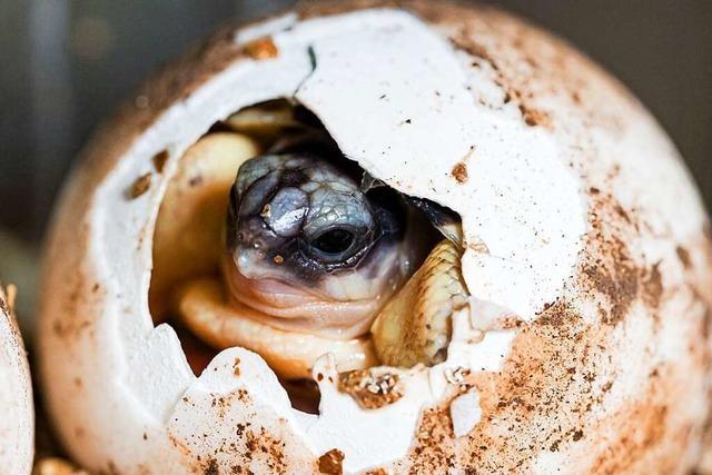 Nachwuchs bei den Strahlenschildkrten im Basler Zoo