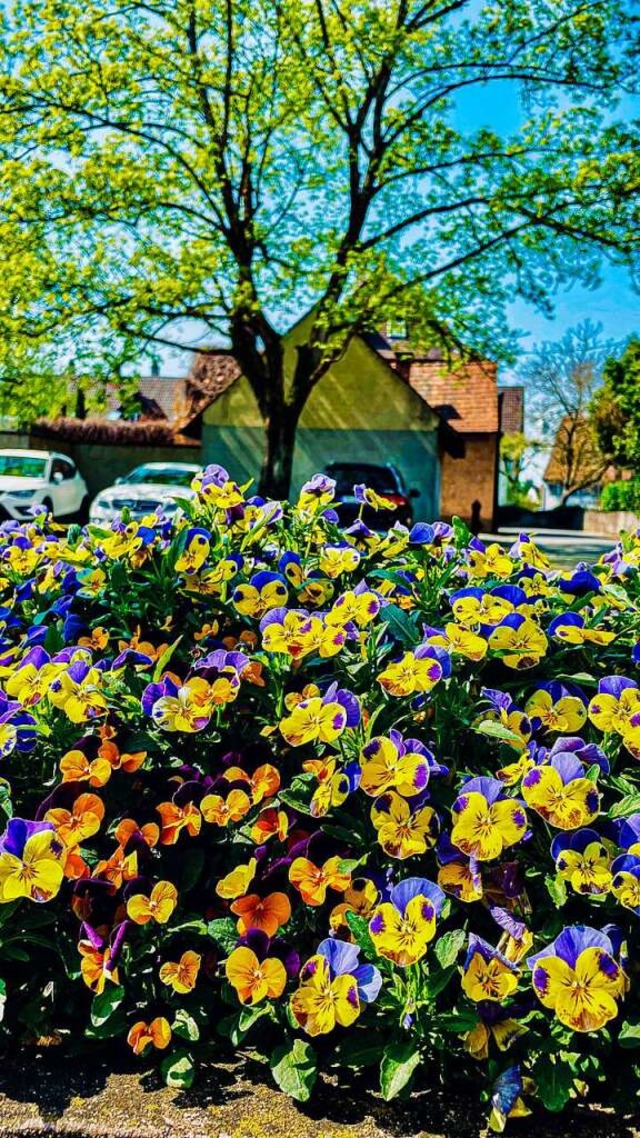 Blumenbeet in Staufen.  | Foto: Peter Stahl