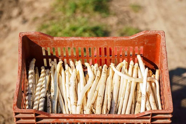 Eine Kiste frischer Spargel steht auf ... Exemplare mit Formfehlern und Macken.  | Foto: Andreas Arnold (dpa)