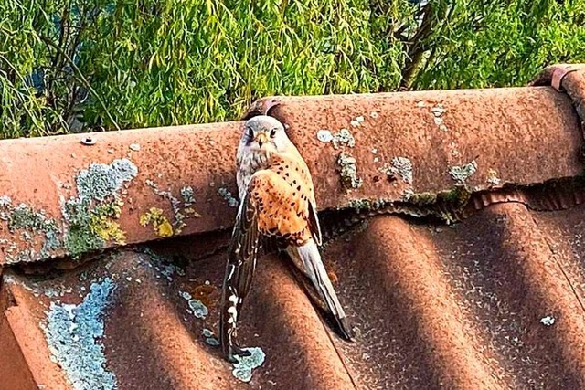 Der Vogel, so die Befrchtung, soll sich den Flgel gebrochen werden.  | Foto: Feuerwehr Waldkirch