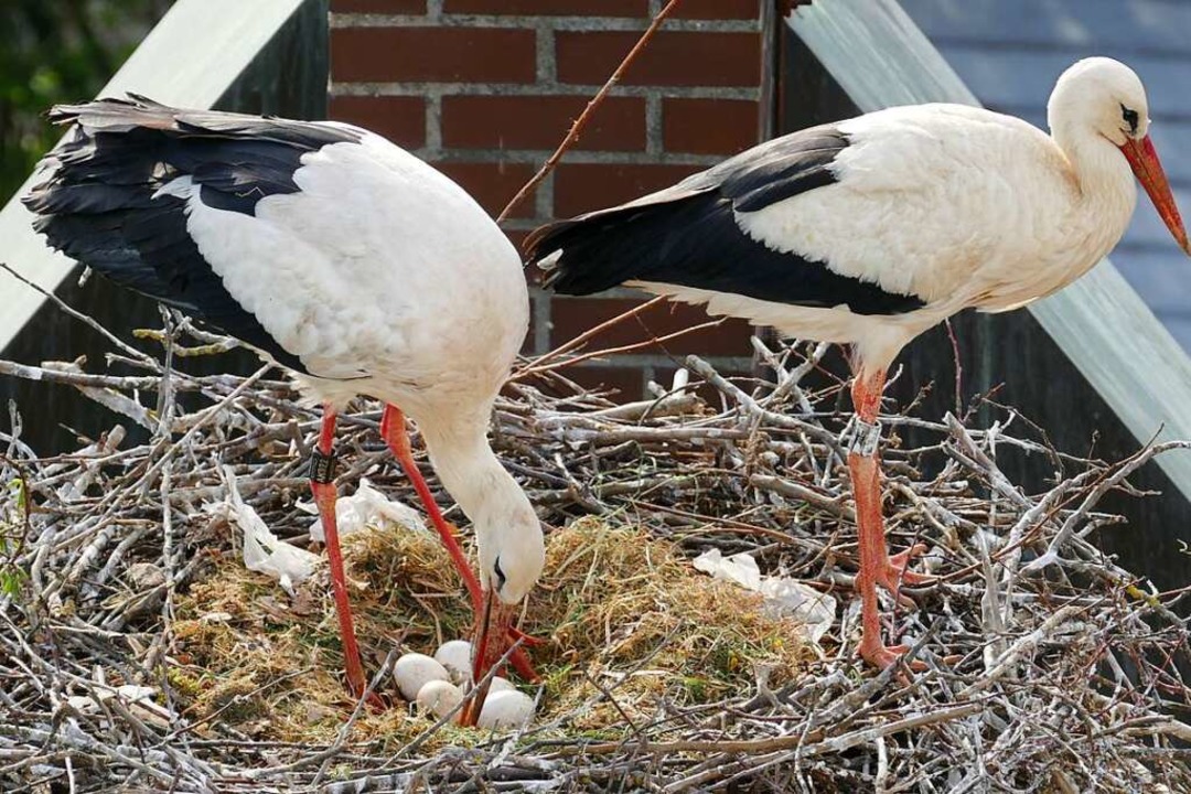 Mehrere Wochen lang hat das Storchenpa...Eier zerstörte und aus dem Nest warf.   | Foto: Hans Peter Rieder