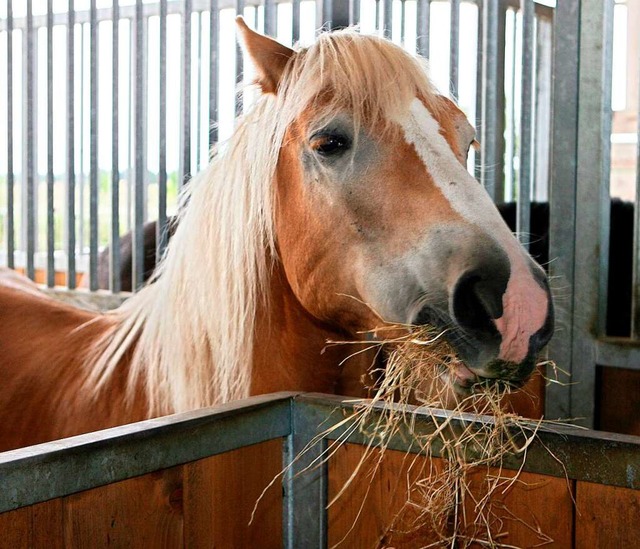 Der abgetrennte Kopf eines Pferdes ist...chnberg entdeckt worden. (Symbolbild)  | Foto: dpa