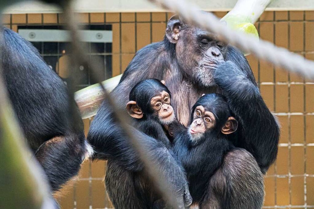 Die Schimpansin Kitoko mit Sabaki, ihr...n, und Sangala, die sie adoptiert hat.  | Foto: Torsten Weber