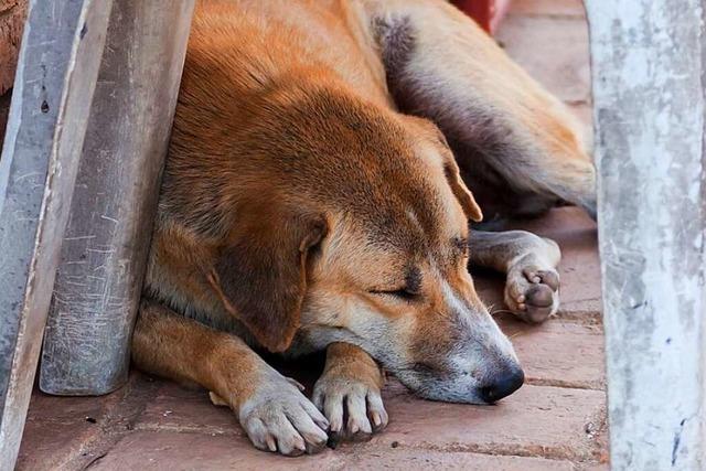 Knnen Tiere trumen?