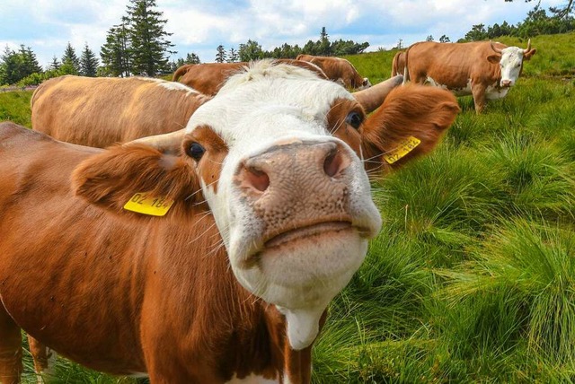 Tierhaltung, so  sieht es Landwirt Martin Linser, ist  auch Landschaftsschutz.  | Foto: Winfried Rothermel (imago)