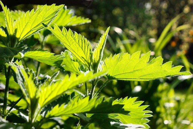 Die Bltter von Brennnesseln (Urtica) ...elsweise wie Spinat zubereitet werden.  | Foto: Mascha Brichta (dpa)