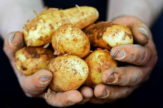 So bereitet man die ersten Frhkartoffeln richtig zu