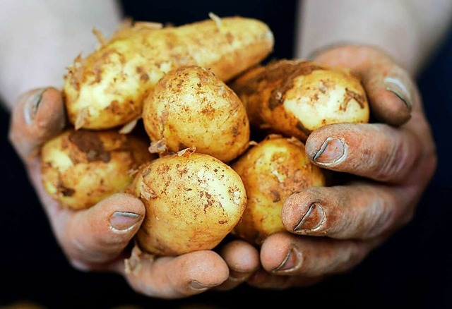 Lecker: Frhkartoffeln haben eine dnn...ale und einen geringeren Strkeanteil.  | Foto: Martin Gerten (dpa)