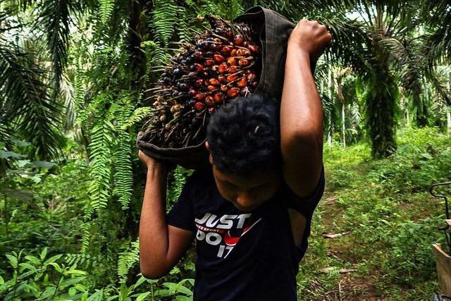 Indonesien verhngt einen Exportstopp fr Palml mit weltweiten Folgen