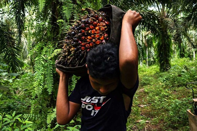 Indonesien ist der weltweit grte Produzent von Palml.  | Foto: Aziz Abdi/INA Photo Agency via www.imago-images.de