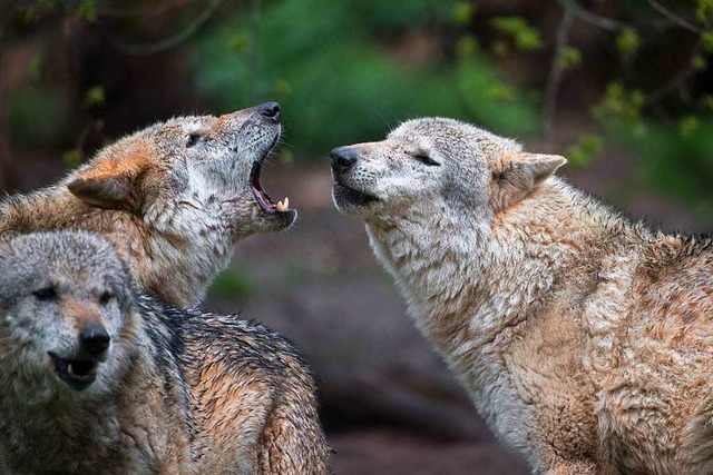 Im Frdergebiet Wolfsprvention Schwar...leben derzeit drei Wlfe (Symbolbild).  | Foto: Sebastian Gollnow (dpa)