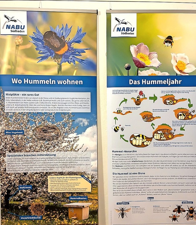 Eine Sonderausstellung über die Hummel ist im NABU-Zentrum geplant.  | Foto: Wilfried Dieckmann