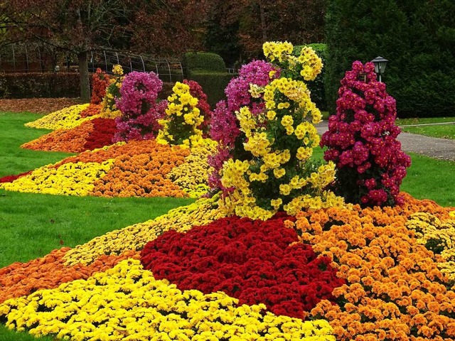 Blumen satt gibt&#8217;s bei der Chrysanthema in Lahr.  | Foto: Alfred Arbandt