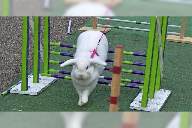 Sportliche Kaninchen bezwingen Hindernisse